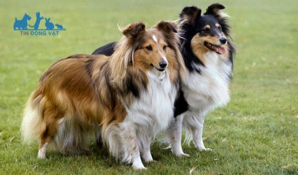 chó chăn cừu Shetland Sheepdog