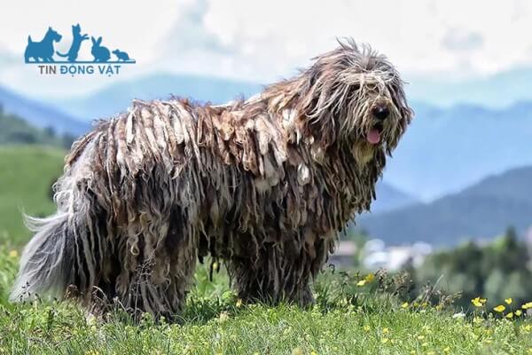 chó chăn cừu Bergamasco Shepherd