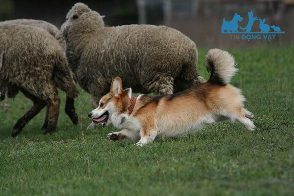 chó Pembroke Welsh Corgi chăn cừu