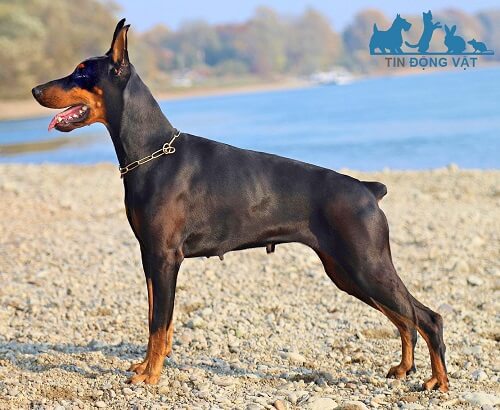 chó doberman pinscher