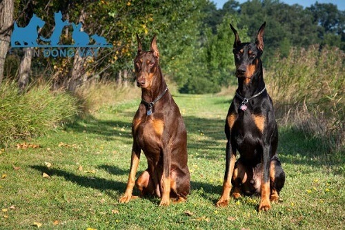 mua chó doberman