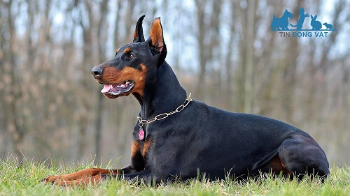 chó doberman