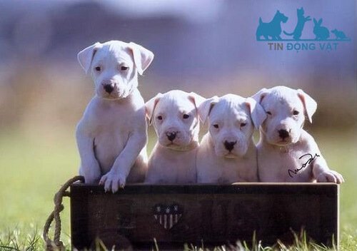 chó dogo argentino thuần chủng