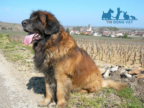 chó Leonberger của đức