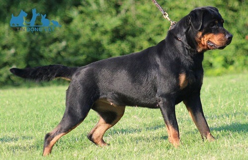 chó rottweiler của đức