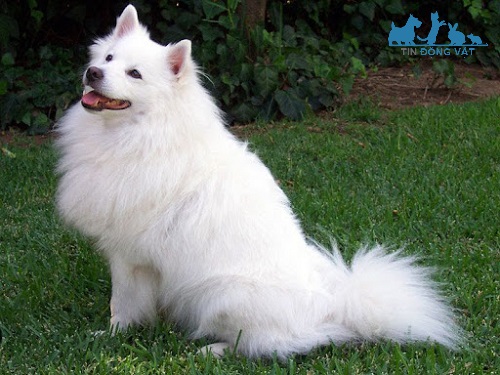 chó american eskimo