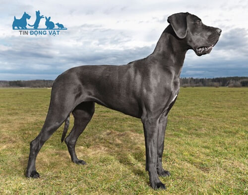 chó quốc khuyển đức great dane