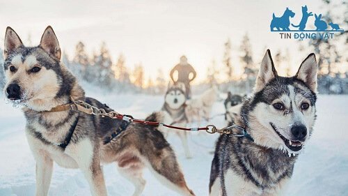 chó husky sibir