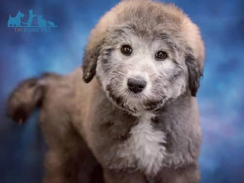 chó alaska lai poodle