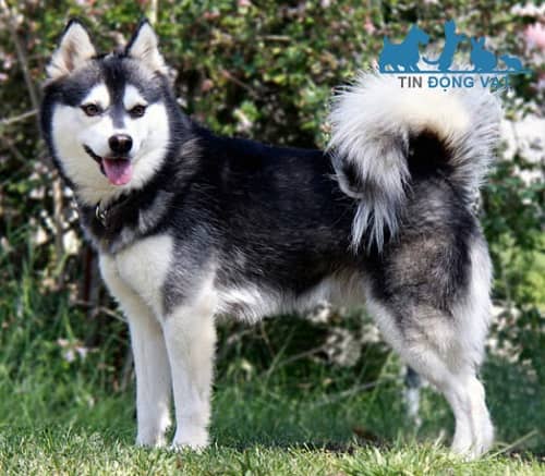 chó Alaskan Klee Kai