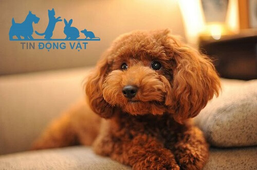 chó lông xù poodle