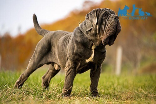 chó neapolitan mastiff