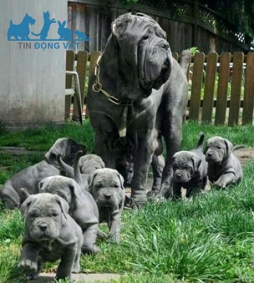 bán chó neapolitan mastiff