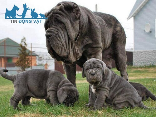 giống chó neapolitan mastiff