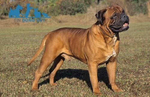 nguồn gốc chó bullmastiff