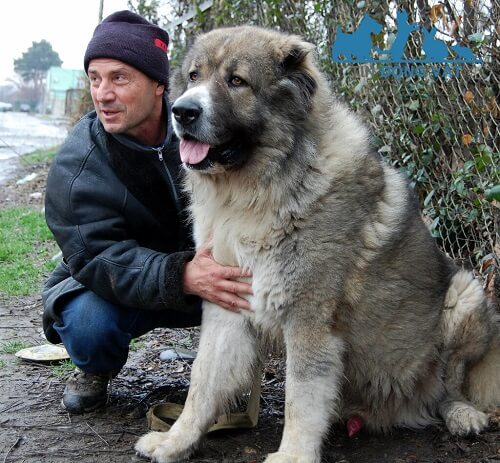 bán chó chăn cừu kavkaz