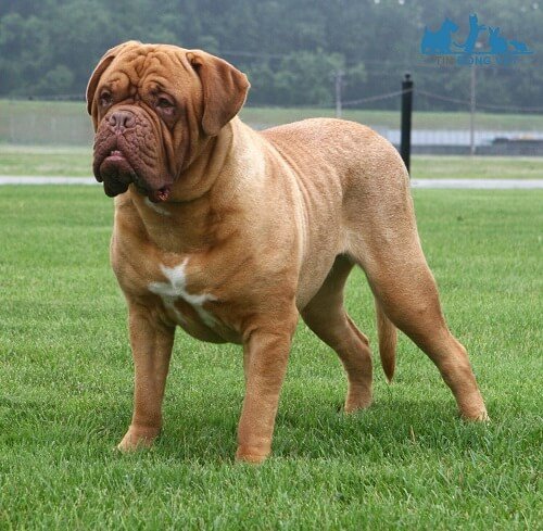 Chó Ngao Pháp mặt xệ (Dogue De Bordeaux)