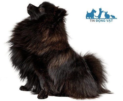 chó pom đen black Brindle