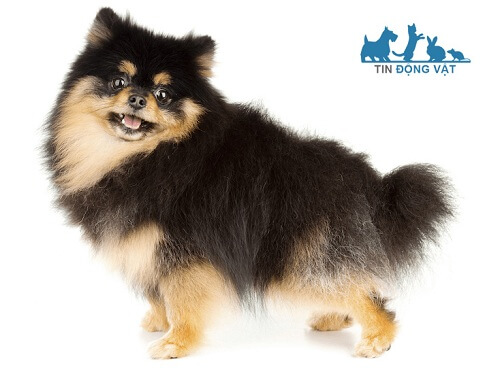 chó pomeranian đen black tan