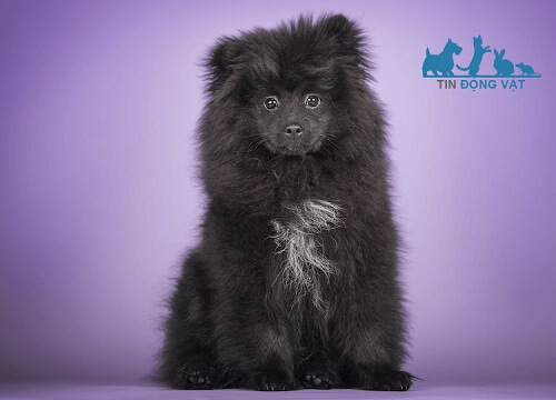 chó pomeranian blue