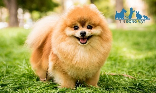 chó pomeranian phân khúc giá bình dân