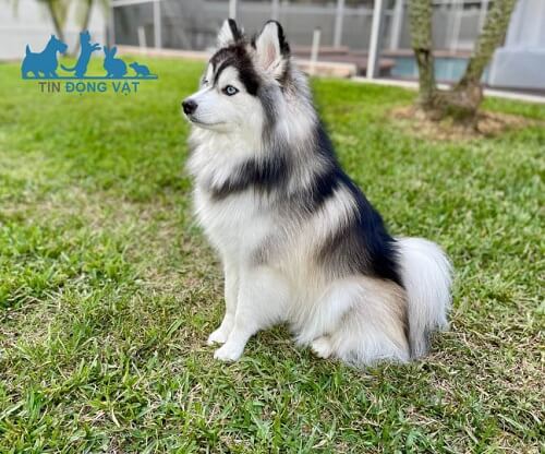 Chó phốc sóc lai husky