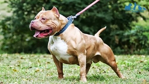 Chó Pitbull mặt nhăn