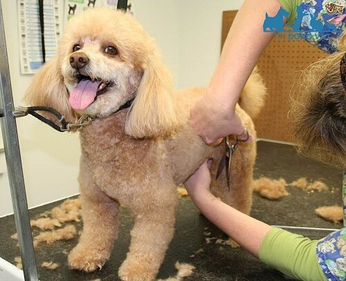 chó poodle màu mơ tỉa lông