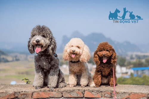 chó poodle đức