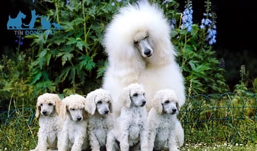 giá chó poodle khổng lồ hà nội