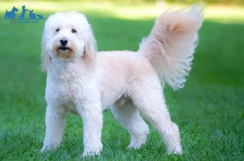 chó poodle lai golden