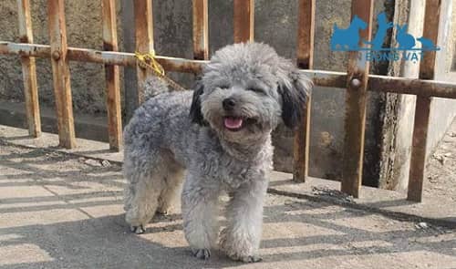 chó poodle màu nào đẹp nhất