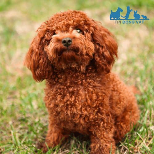 chó poodle màu nâu đỏ