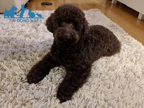 chó poodle màu chocolate