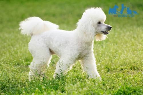 chó poodle màu trắng