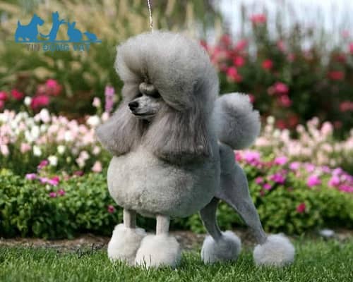 chó poodle màu xám