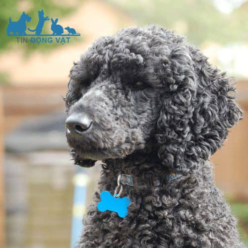 chó poodle màu xanh