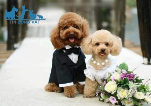 chó poodle size tiny thật giả