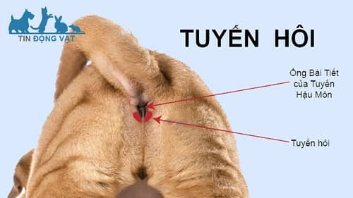 tuyến hôi ở chó pug