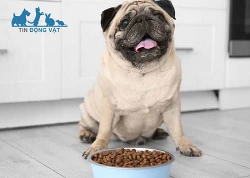 chó pug bị hôi từ miệng