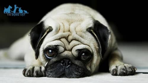 nếp nhăn gây mùi hôi ở chó pug