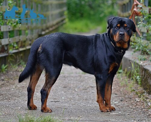 chó rottweiler