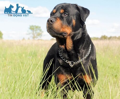 chó rottweiler có dữ không