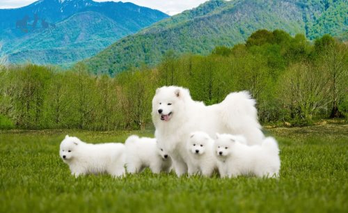 Chó Samoyed