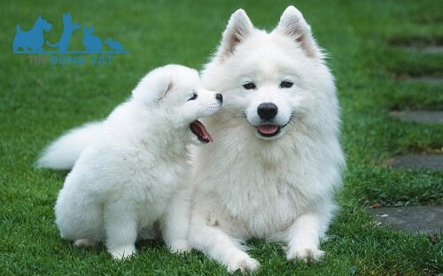 chó samoyed giá bao nhiêu