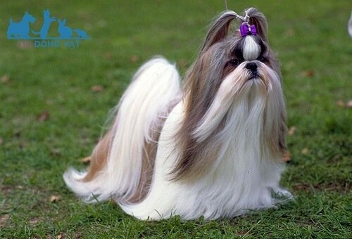 chó shih tzu