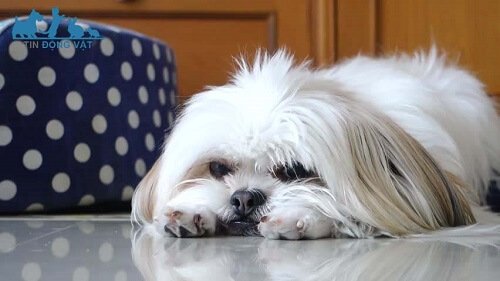 chó shih tzu giá rẻ