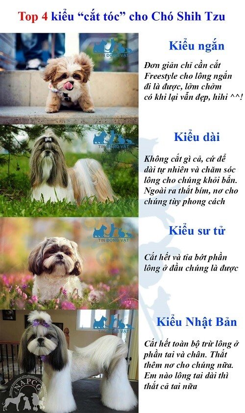 Chó Shih tzu có rụng lông không