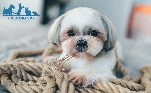 chó shih tzu giá bao nhiêu