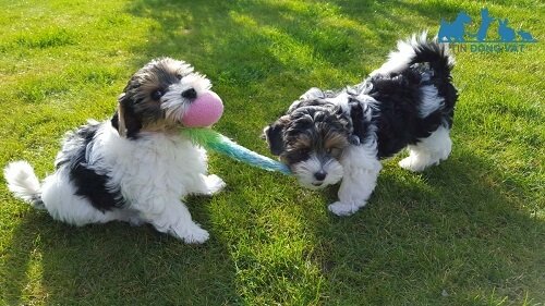 cần bán chó shih tzu